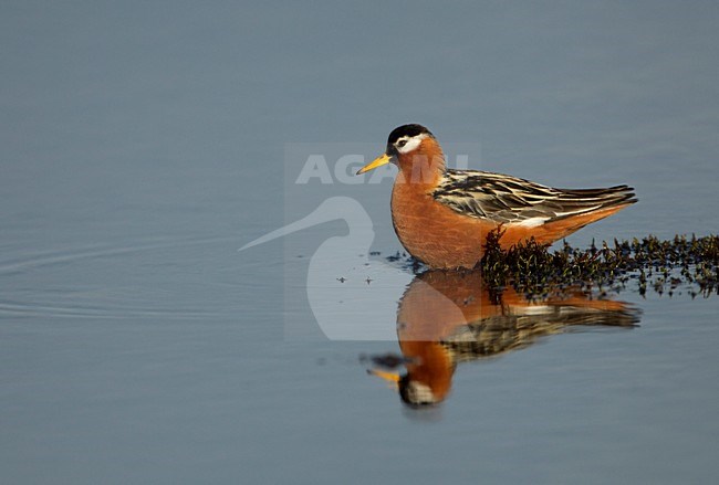 Vrouwtje Rosse Franjepoot in water, Red Phalarope female in water stock-image by Agami/Danny Green,