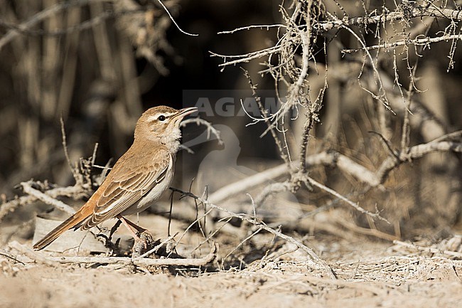 Rufous-tailed Scrub-robin - (Cercotrichas galactotes ssp. familiaris) Tajikistan, adult stock-image by Agami/Ralph Martin,