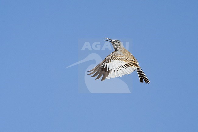 Greater Hoopoe-Lark (Alaemon alaudipes) wintering in Oman. Displaying in the sky. stock-image by Agami/Sylvain Reyt,