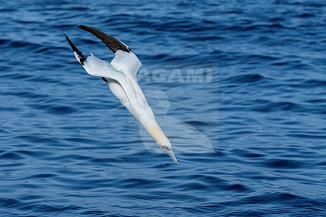 Northern Gannet (Morus bassanus) hunting for fish. stock-image by Agami/Marcel Burkhardt,