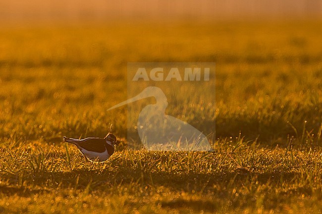 Kievit, Northern Lapwing, Vanellus vanellus, Spain, adult stock-image by Agami/Ralph Martin,