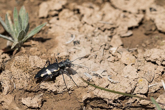 Cicindela granulata, Kyrgyzstan, imago stock-image by Agami/Ralph Martin,