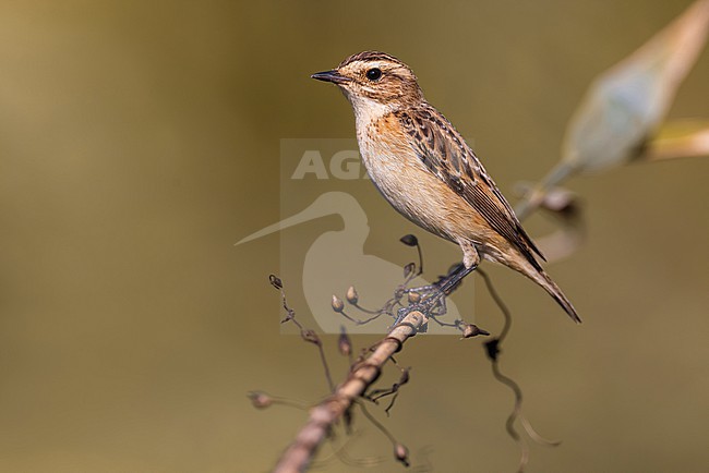Whinchat, Saxicola rubetra, perched during autumn migration. stock-image by Agami/Daniele Occhiato,
