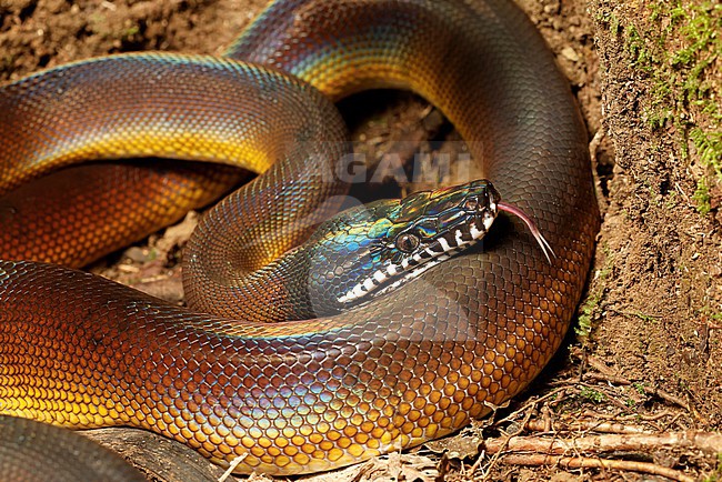 A D'Albertis' python, Leiopython albertisii also known as White-lipped Pyhton is a stunning snake found only in Papua. Its irridescent head and beautiful white 'lips' make for a beautiful color combination. stock-image by Agami/Jacob Garvelink,