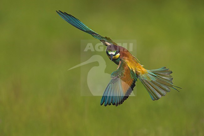 Bijeneter in vlucht, European Bee-eater in flight stock-image by Agami/Daniele Occhiato,
