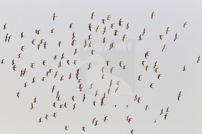 Huge flock of wintering Collared Pratincoles (Glareola pratincola) in flight in the Gambia. Flying high in the air. stock-image by Agami/Harvey van Diek,