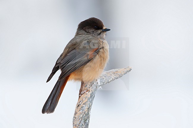 Taigagaai zittend op een besneeuwde tak; Siberian Jay perched on a snow covered branch stock-image by Agami/Marc Guyt,