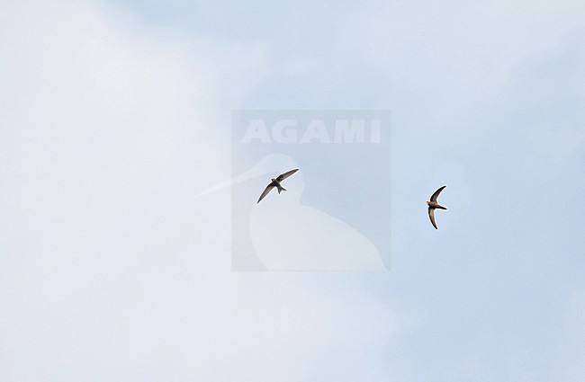 Wintering Pallid Swifts () in Ghana. Flying overhead. stock-image by Agami/Pete Morris,