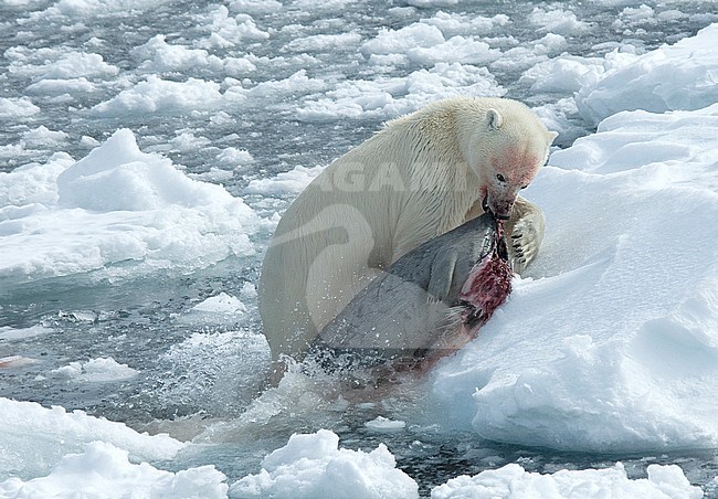 Polar bear (Ursus maritimus) stock-image by Agami/Roy de Haas,