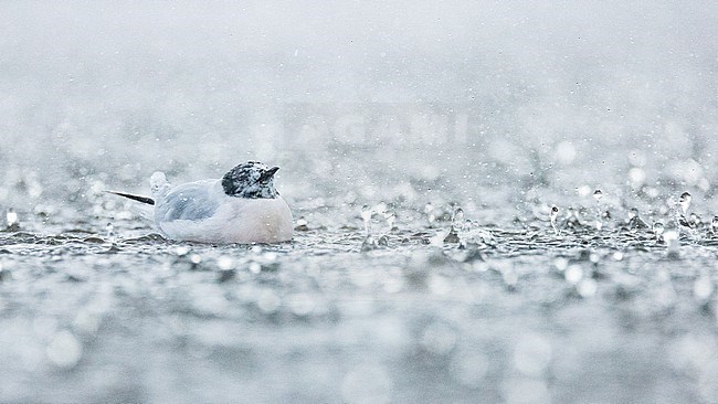  stock-image by Agami/Menno van Duijn,