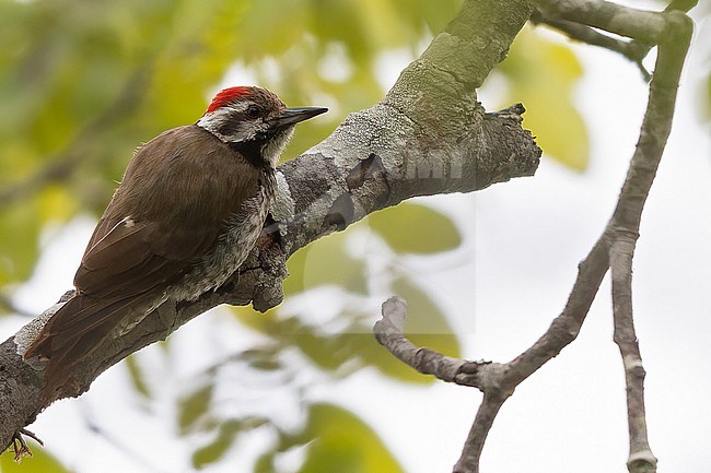 Stierling's Woodpecker (Chloropicus stierlingi) in Tanzania. stock-image by Agami/Dubi Shapiro,