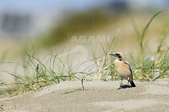 Desert Wheatear on beach of IJmuiden, Netherlands ; Woestijntapuit op het strand van IJmuiden stock-image by Agami/Marc Guyt,