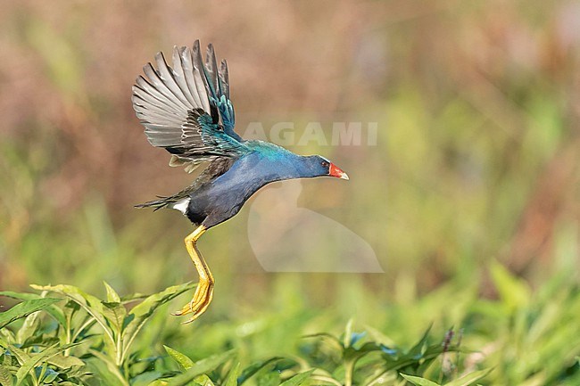 Purple Gallinule (Porphyrio martinica) flying over  green swamp vegetation in marshland of Florida USA. stock-image by Agami/Marcel Burkhardt,