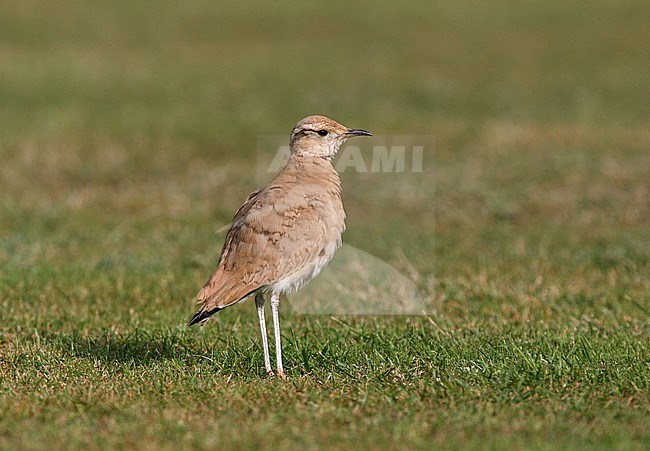 Immature Cream-coloured Courser on St.Marys, Isles of Scilly, England. stock-image by Agami/Michael McKee,