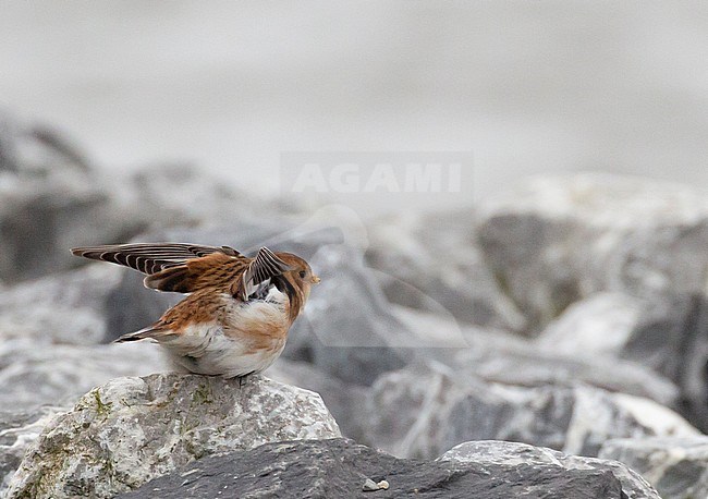 First-winter Snow Bunting (Plectrophenax nivalis insulae) at Wierum in the Netherlands. stock-image by Agami/Edwin Winkel,