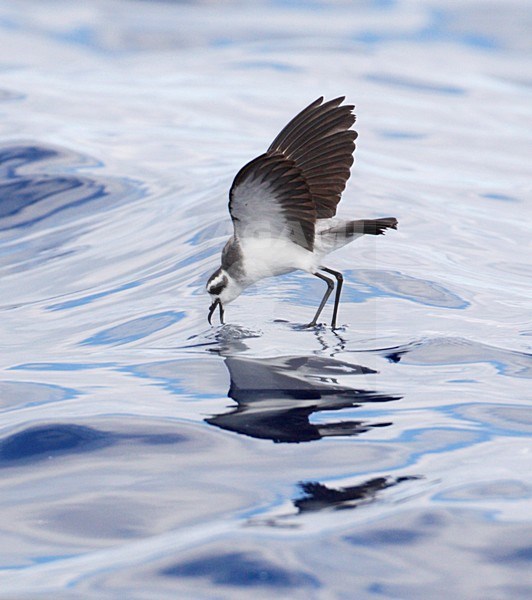 Bont Stormvogeltje in vlucht; White-faced Storm-Petrel in Flight stock-image by Agami/Mike Danzenbaker,