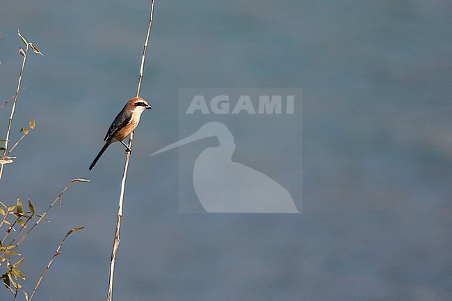 Wintering Bull-headed Shrike (Lanius bucephalus) in Japan. Sitting in a reed stem, looking for possible prey. stock-image by Agami/Marc Guyt,