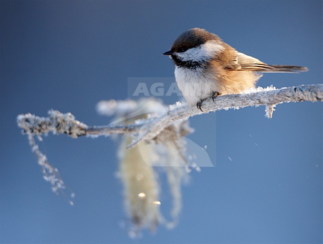 Bruinkopmees zittend op een tak; Grey-headed Chickadee perched on a branch stock-image by Agami/Markus Varesvuo,