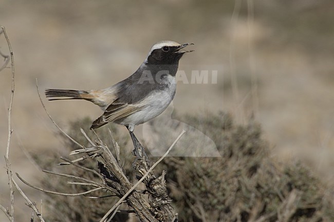 Red-rumped Wheatear male singing on bush, Roodstuittapuit mannetje zingend op struik stock-image by Agami/Daniele Occhiato,