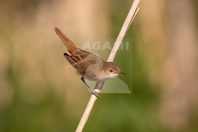 Reed Warbler free on a reed stem stock-image by Agami/Onno Wildschut,