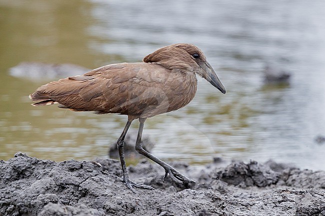 Hamerkop (Scopus umbretta), side view of an individual walking on the mud, Mpumalanga, South Africa stock-image by Agami/Saverio Gatto,