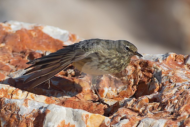 Oeverpieper, Rock Pipit, Anthus petrosus stock-image by Agami/Daniele Occhiato,