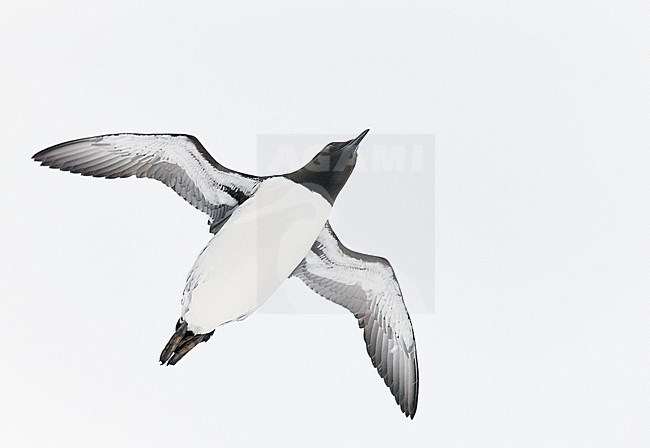 Guillemot (Uria aalge) Norway VardÃ¶ March 2016 stock-image by Agami/Markus Varesvuo,