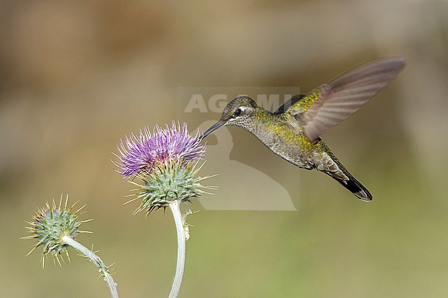 Adult female Rivoli's Hummingbird (Eugenes fulgens) in flight Cochise County, Arizona, United States stock-image by Agami/Brian E Small,