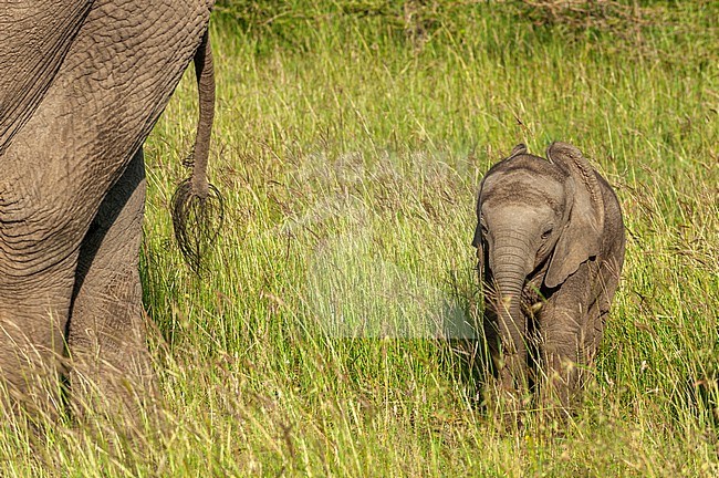 An African elephant calf, Loxodonta africana, near its mother. Masai Mara National Reserve, Kenya. stock-image by Agami/Sergio Pitamitz,