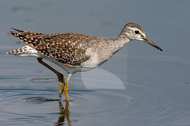 Foeragerende Bosruiter, Foraging Wood Sandpiper stock-image by Agami/Wil Leurs,