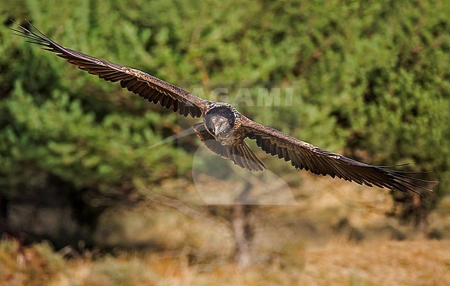 Bearded Vulture in flight, Lammergier in de vlucht stock-image by Agami/Alain Ghignone,