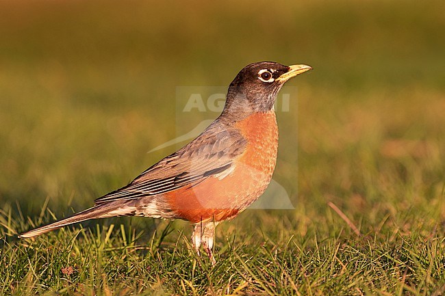 A beautiful adult male American Robin basks in the golden sunset light in the famous Stanley Park in Vancouver, British Colombia. stock-image by Agami/Jacob Garvelink,