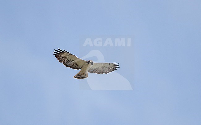 Adult Short-tailed Hawk (Buteo brachyurus) flying overhead in Everglades NP, Florida, USA stock-image by Agami/Helge Sorensen,