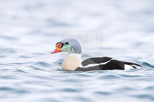 King Eider (Somateria spectabilis), Norway, 3rd calender year male swimming in harbour. stock-image by Agami/Ralph Martin,