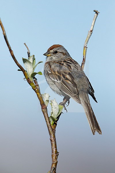 Adult breeding American Tree Sparrow (Passerella arborea)
Seward Peninsula, Alaska, USA
June 2018 stock-image by Agami/Brian E Small,