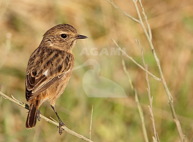 Vrouwtje Roodborsttapuit, Female European Stonechat stock-image by Agami/Markus Varesvuo,