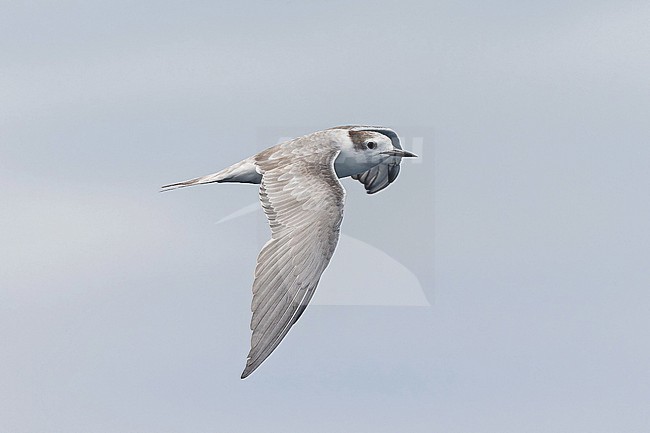 Immature Aleutian Tern (Onychoprion aleuticus) in Papua New Guinea. Probably second summer bird. stock-image by Agami/Pete Morris,