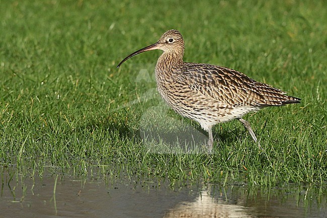 Eurasian Curlew (Numenius arquata) wintering in a meadow the Netherlands. stock-image by Agami/Fred Visscher,