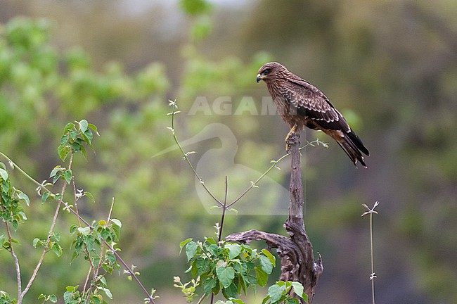 A black kite, Milvus migrans, perched on a dead tree branch. Khwai Concession Area, Okavango, Botswana. stock-image by Agami/Sergio Pitamitz,