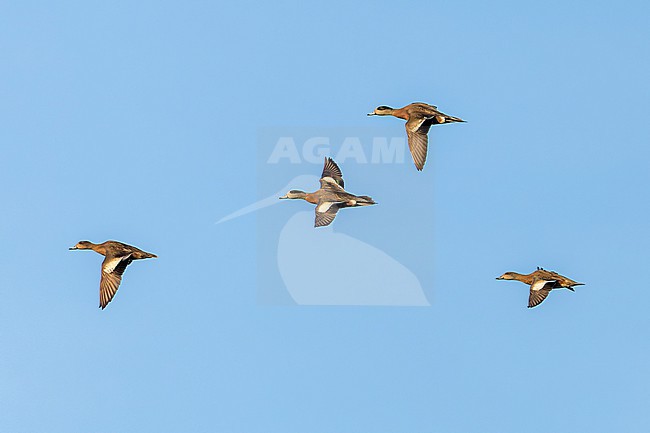 Autumn migrant American Wigeon, Mareca americana, on Bermuda. Small flock of wigeons. stock-image by Agami/Marc Guyt,