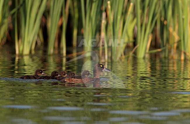 Female Tufted Duck (Aythya fuligula) with her five ducklings swimming on a lake in front of a reed bed near Gentofte in Denmark. stock-image by Agami/Helge Sorensen,