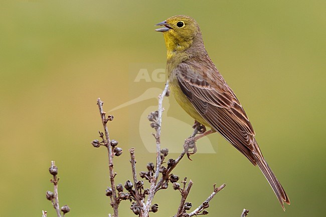 Smyrnagors zingend op tak; Cinereous Bunting singing on branch stock-image by Agami/Daniele Occhiato,