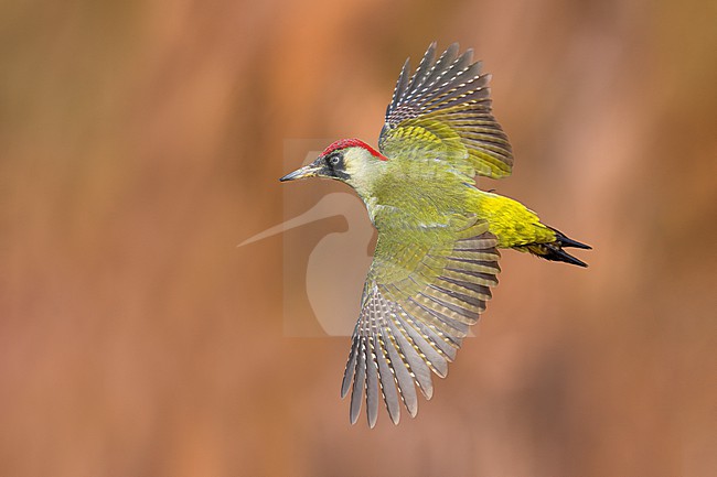 Green Woodpecker, Picus viridis, in Italy. stock-image by Agami/Daniele Occhiato,