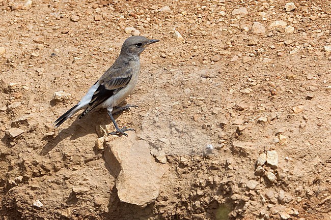 Immature Finsch's Wheatear (Oenanthe finschii) perched on rock stock-image by Agami/Daniele Occhiato,
