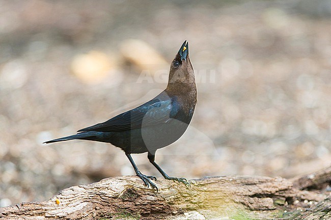 A nice adult Brown-headed Cowbird is seen holding up its head with some food in its beak against a clear light grey background stock-image by Agami/Jacob Garvelink,