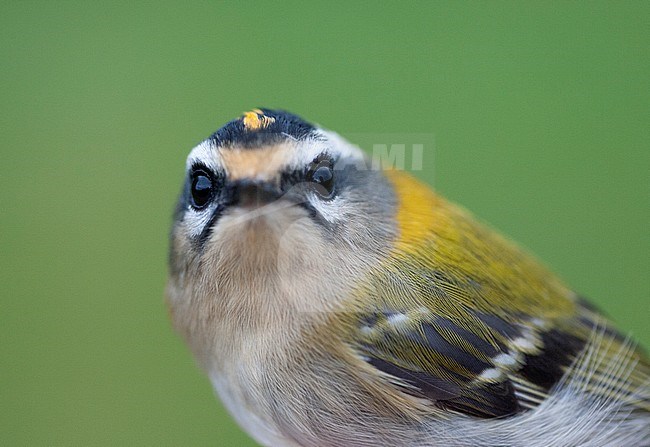 Firecrest (Regulus ignicapilla) on a ringing station in the Netherlands during autumn migration. Photographed just before releasing of this beautiful bird. Bird looking straight into the camera. stock-image by Agami/Marc Guyt,