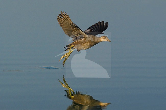 Waterhoen jong vliegend; Moorhen juvenile flying stock-image by Agami/Daniele Occhiato,