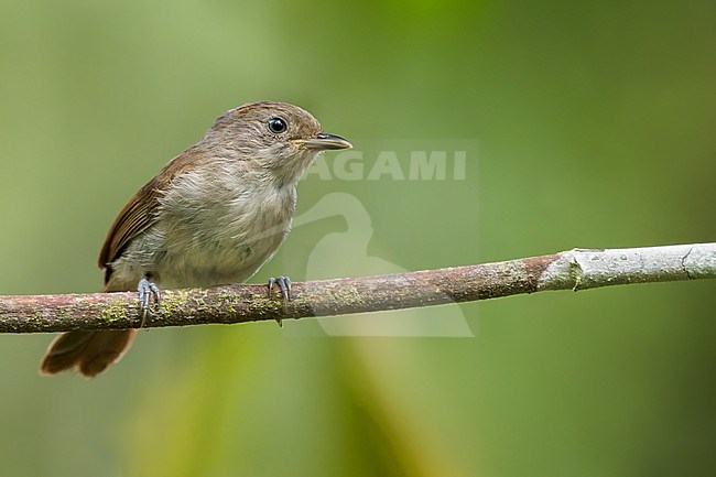 Brown Fulvetta (Alcippe brunneicauda) Perched on a branch in Borneo stock-image by Agami/Dubi Shapiro,