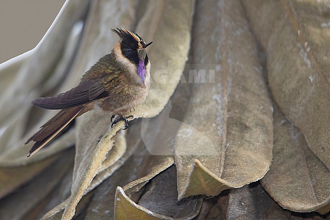 A male Buffy Helmetcrest (Oxypogon stuebelii) at PNN Los Nevados, Colombia. IUCN Status Vulnerable.  Perched on the iconic 'frailejon' plant of the high altitude paramo ecosystem. stock-image by Agami/Tom Friedel,