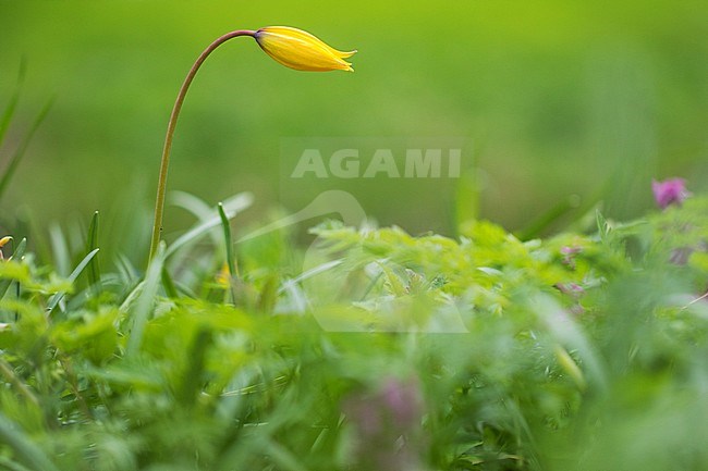 Wild Tulip, Tulipa sylvestris stock-image by Agami/Wil Leurs,